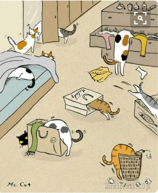 Мир глазами кота