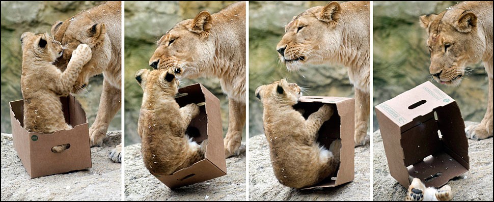 bigcatsinboxes15 Большие котики тоже любят коробки