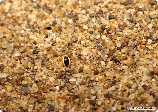 Арабский песчаный удавчик (лат. Eryx jayakari)