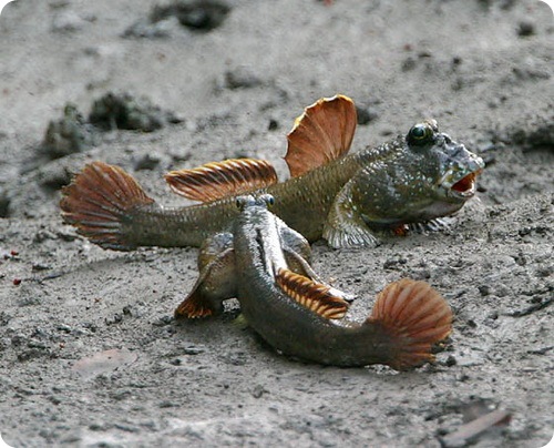 Странные и редкие животные