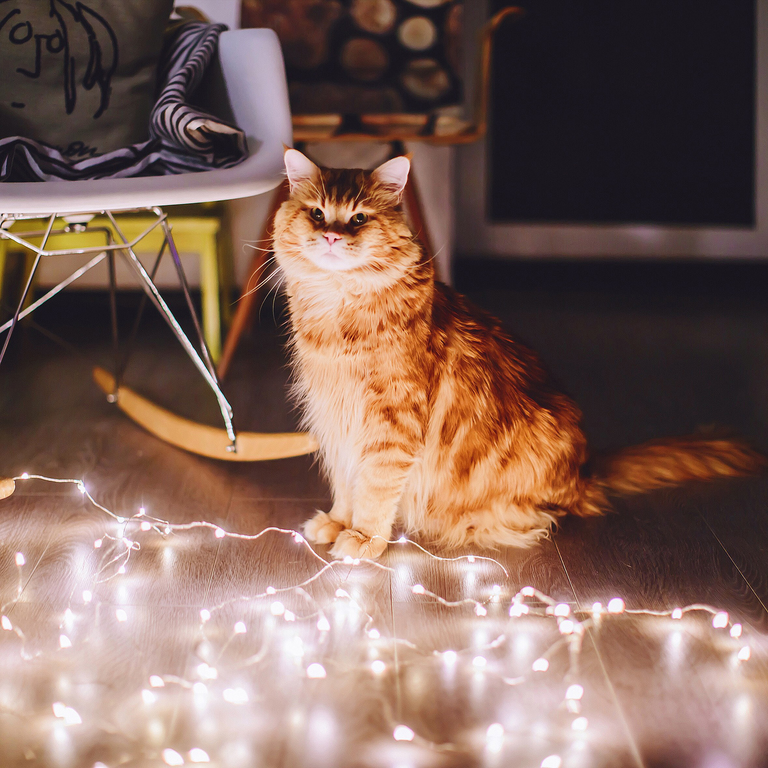 Рыжий кот по имени "Котлета" покоряет интернет