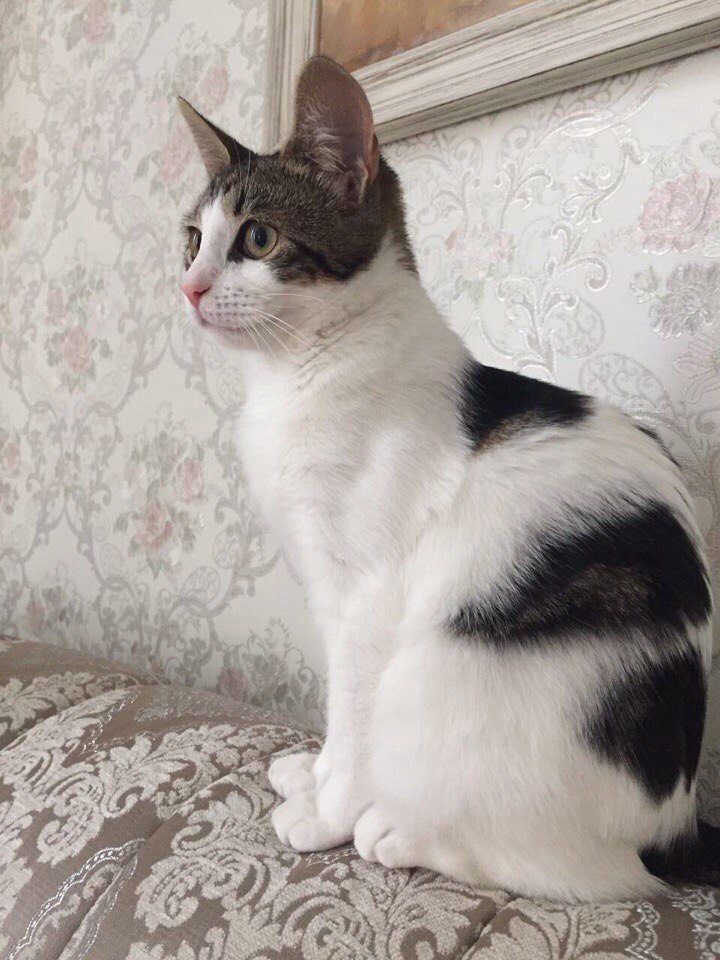 Я-то знаю, ну просто чувствую, что я - кошка необычная! Я-то знаю, ну просто чувствую, что я - кошка необычная!