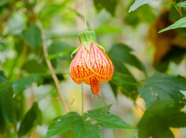 Самые неприхотливые комнатные растения Самые неприхотливые комнатные растения