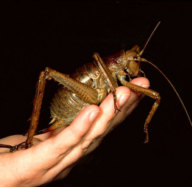 Гигантские уэта (лат. Deinacrida heteracantha) (англ. Giant Weta)