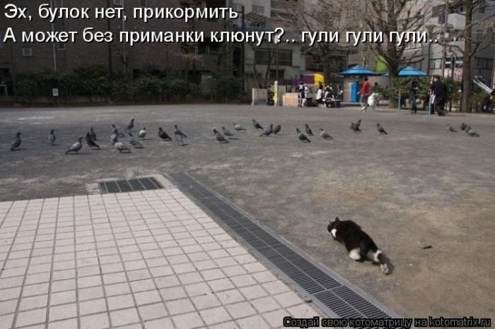 Лучшие котоматрицы недели