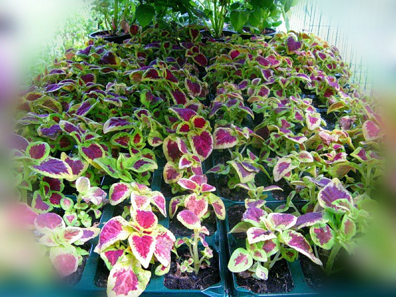 Картинка 166 из 10416