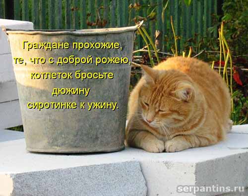 Кулинарные котоматрицы