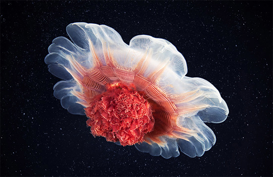 Завораживающие фотографии медуз от Александра Семёнова