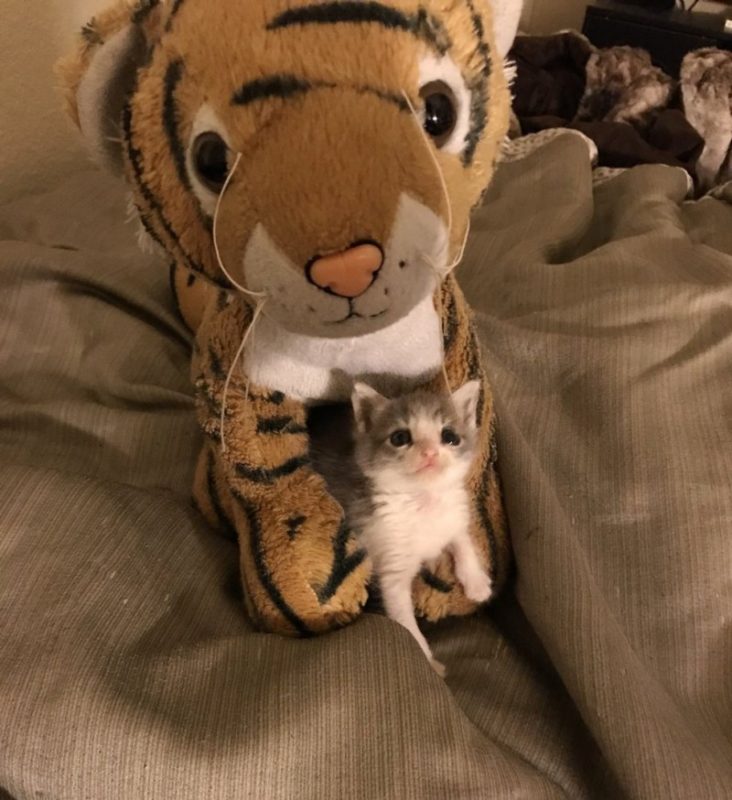http://goodnewsanimal.ru/_nw/70/s82410000.jpg