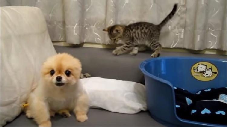Серьезный щенок не хочет играть с хулиганистым котенком