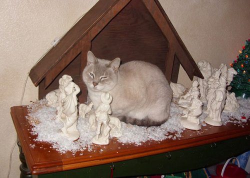 Кошки-разрушители