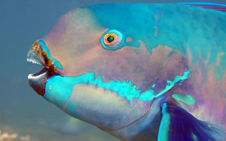 Explore coral reefs 12 Коралловые рифы в фотографиях