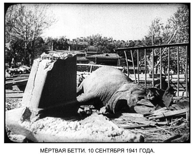 Как переживали блокаду звери Ленинградского зоопарка Как переживали блокаду звери Ленинградского зоопарка