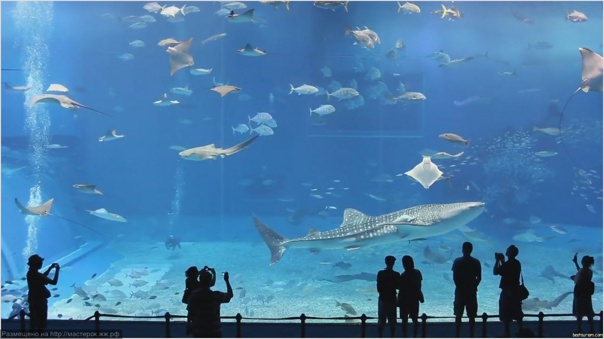 Okinawa Churaumi Aquarium tourism destinations Okinawa Churaumi Aquarium tourism destinations