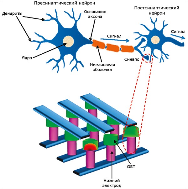 Схема связи нейронов в мозге человека и модель синапсов, построенная на базе GST (иллюстрация из журнала Nano Letters).