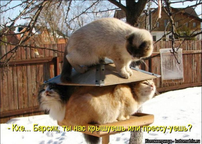 Лучшие котоматрицы недели