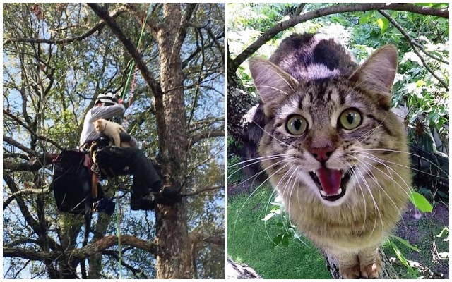 Пенсионер из Луизианы уже несколько лет бесплатно снимает кошек с деревьев