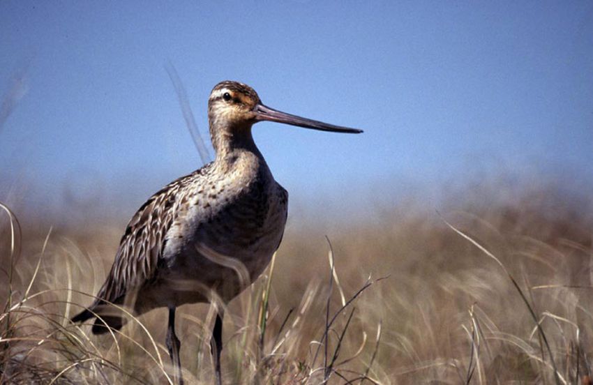 "Официальные" рекорды животных рекорд, животные