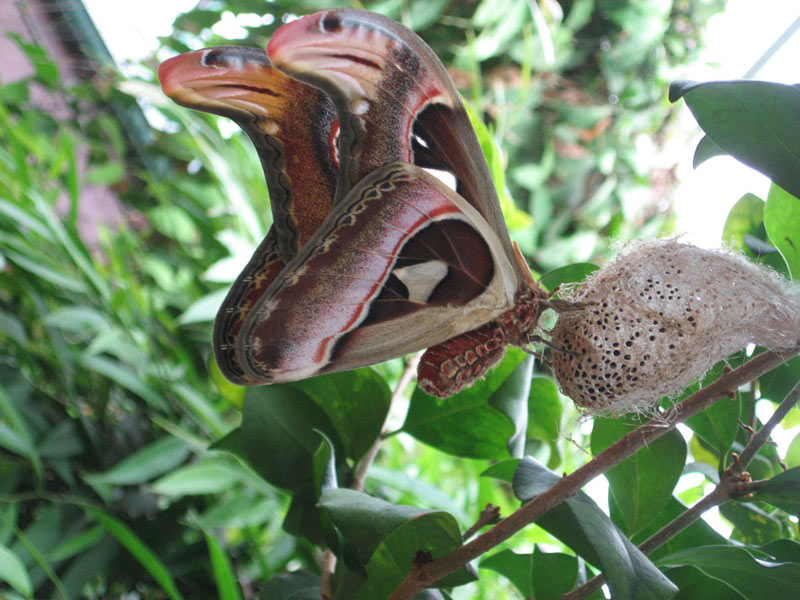 5992atlas moth lge   .