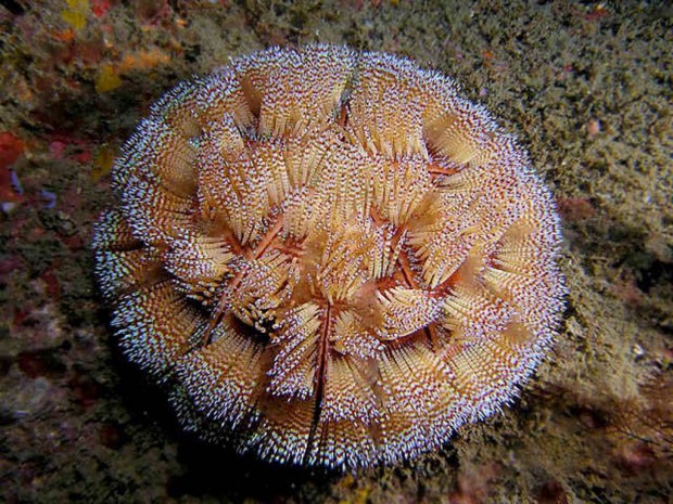 Иглоподушечный морской еж или  огненный еж  (Asthenosoma varium) (англ. Fire Urchin)