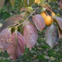Хурма Восточная (Diospyros kaki) Хурма Восточная (Diospyros kaki)