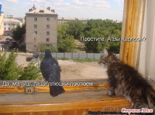 Мир глазами кота