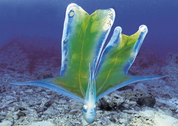 Парящий осьминог или попончатый осьминог (лат. Tremoctopus violaceus) (англ. Blanket Octopus)