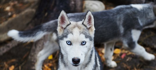 Байкальское чудо