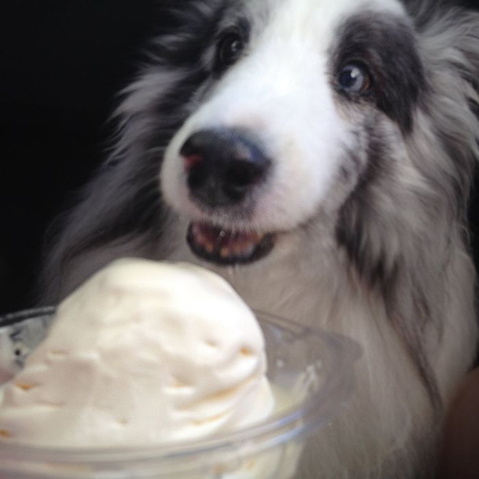 3-happy-dogs