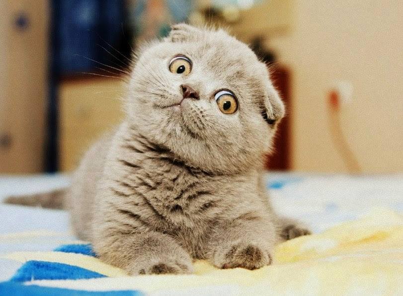 Хохмы-байки для хорошего настроения, сегодня про котофеев Хохмы-байки для хорошего настроения, сегодня про котофеев