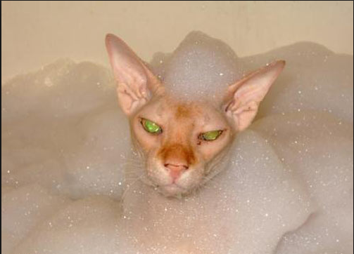 Коты ученых кот, ученые