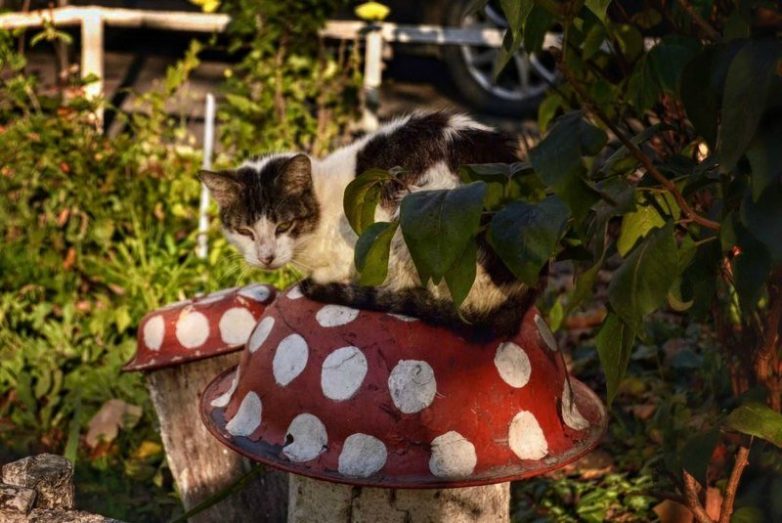 Колоритные уличные коты