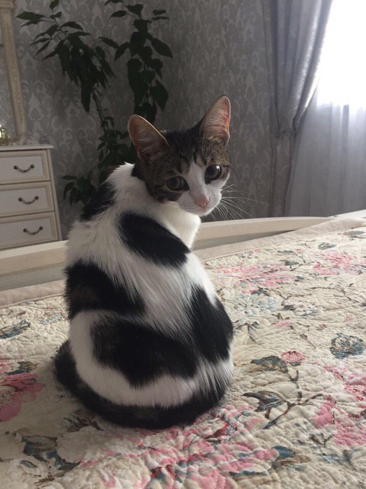 Я-то знаю, ну просто чувствую, что я - кошка необычная! Я-то знаю, ну просто чувствую, что я - кошка необычная!