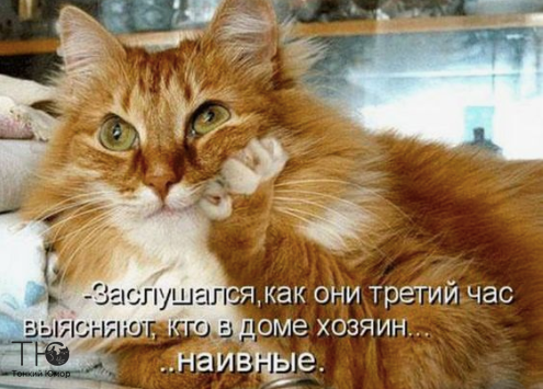 3416556_image (495x355, 404Kb)