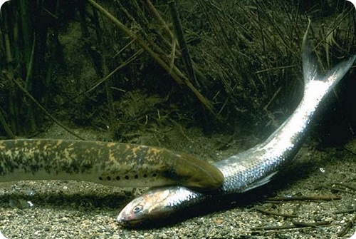 Странные и редкие животные