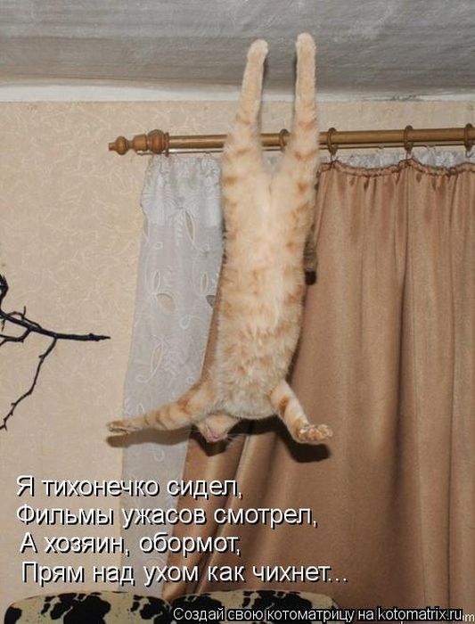 Лучшие котоматрицы недели (50 фото)