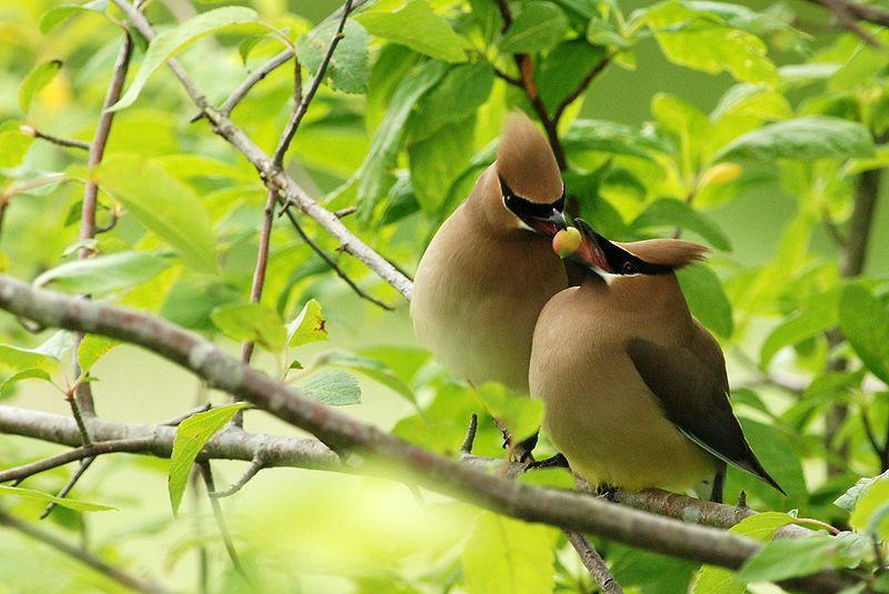 12 красивых фотографий свиристелей 12 красивых фотографий свиристелей
