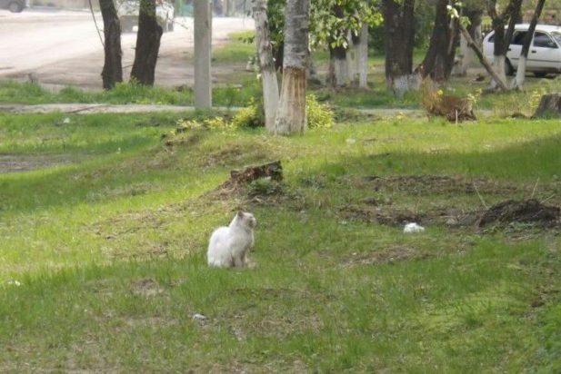 Он сидел на пеньке и ждал! 4 года любящий кот надеялся, что хозяева вернутся, а теперь…
