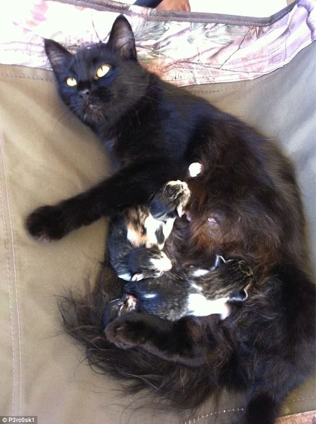 Кошки, которые гуляют сами по себе