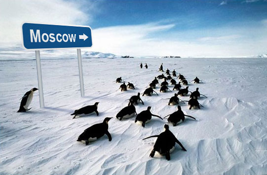 Самые смешные фото пингвинов