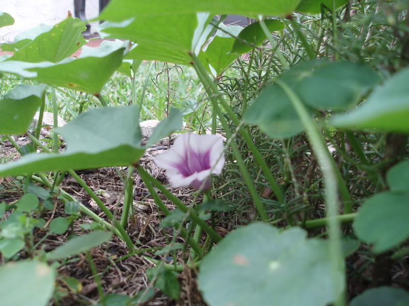 Выращивание батата