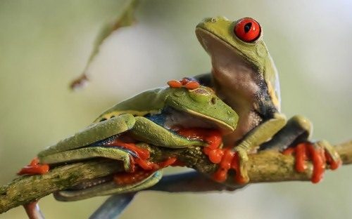 ПОЗИТИВ ПОЗИТИВНЫЙ. ЗВЕРЮШКИ-СПЛЮШКИ. Просмотр на сон грядущий. ПОЗИТИВ ПОЗИТИВНЫЙ. ЗВЕРЮШКИ-СПЛЮШКИ. Просмотр на сон грядущий.