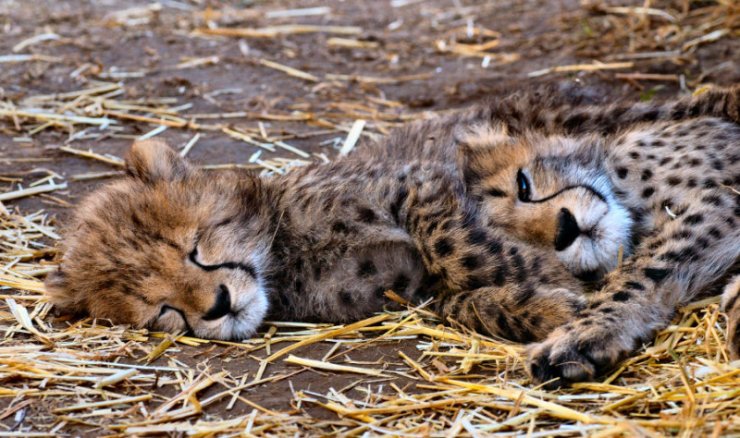 Дикие кошки (27 фото)