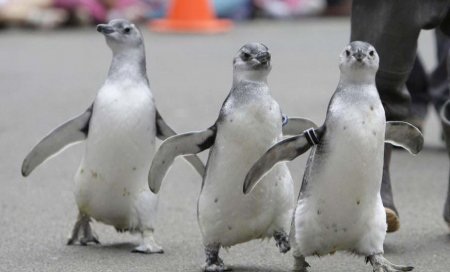 Самые смешные фото пингвинов