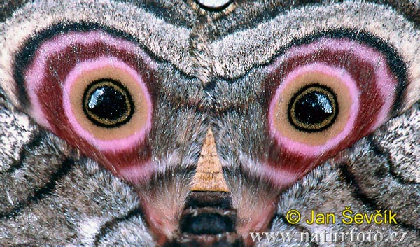 eyes of the sphinx moth  lisaj   .