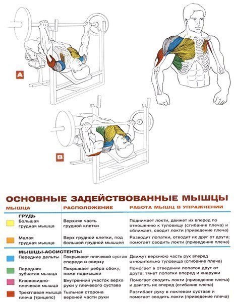Качаем грудь: анатомия + основные упражнения!
