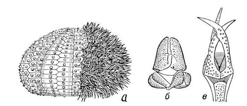 Иглоподушечный морской еж или  огненный еж  (Asthenosoma varium) (англ. Fire Urchin)