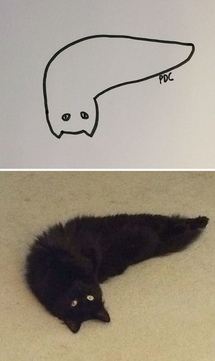 Poorly Drawn Cat