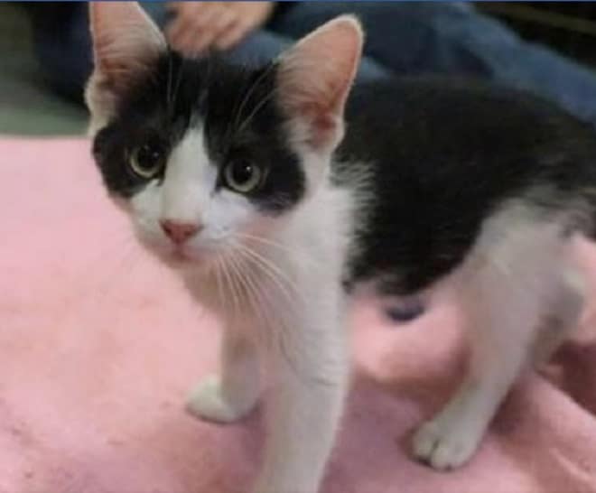 Котенок боится Котенок ичеловек