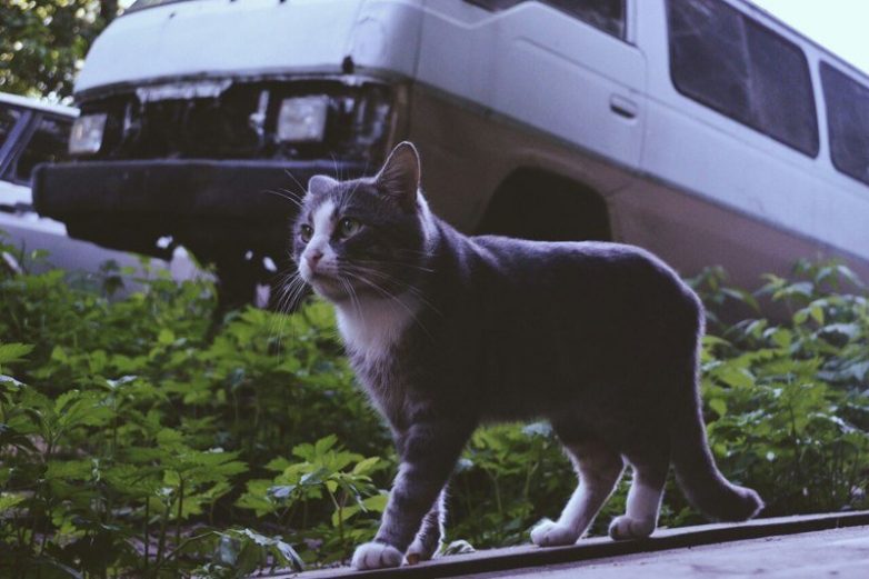 Колоритные уличные коты